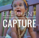 Elephant Capture